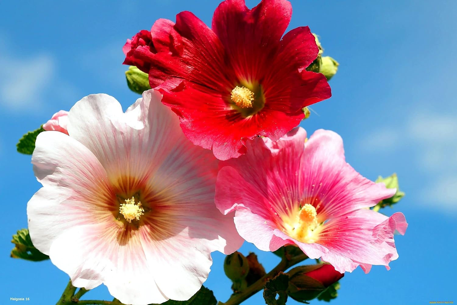 200 Pcs Hollyhock Seeds Carnival Mix Giant Mallow Double Hollyhock Flowers Seed Perennial Outdoor Home Garden Flower