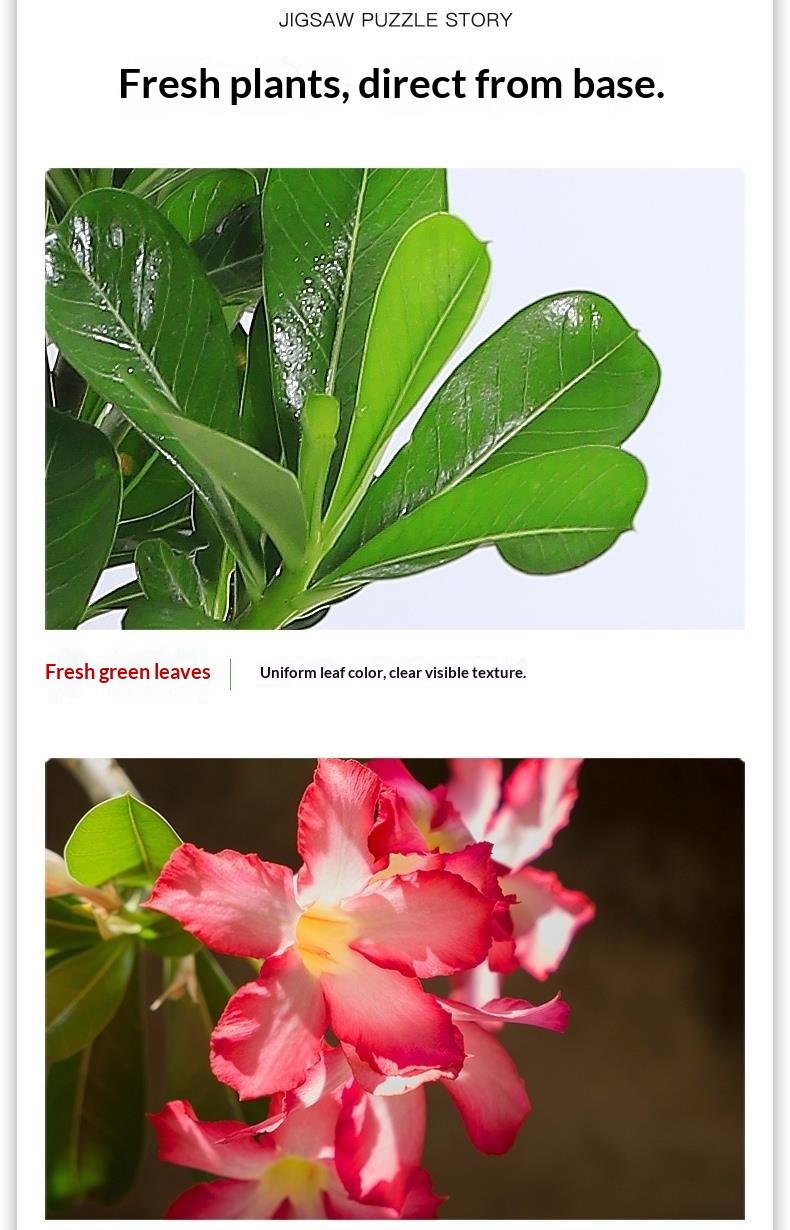 5+ Year Desert Rose Live Plant | Grafted Multi-Color Adenium | Thick Caudex Bonsai | Easy Care Indoor Outdoor Flowering Plant