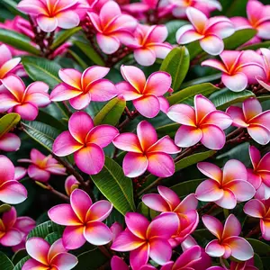 Authentic Pink Plumeria Plant Cutting - Live Hawaiian Tropical Fragrant Flower (9-12")