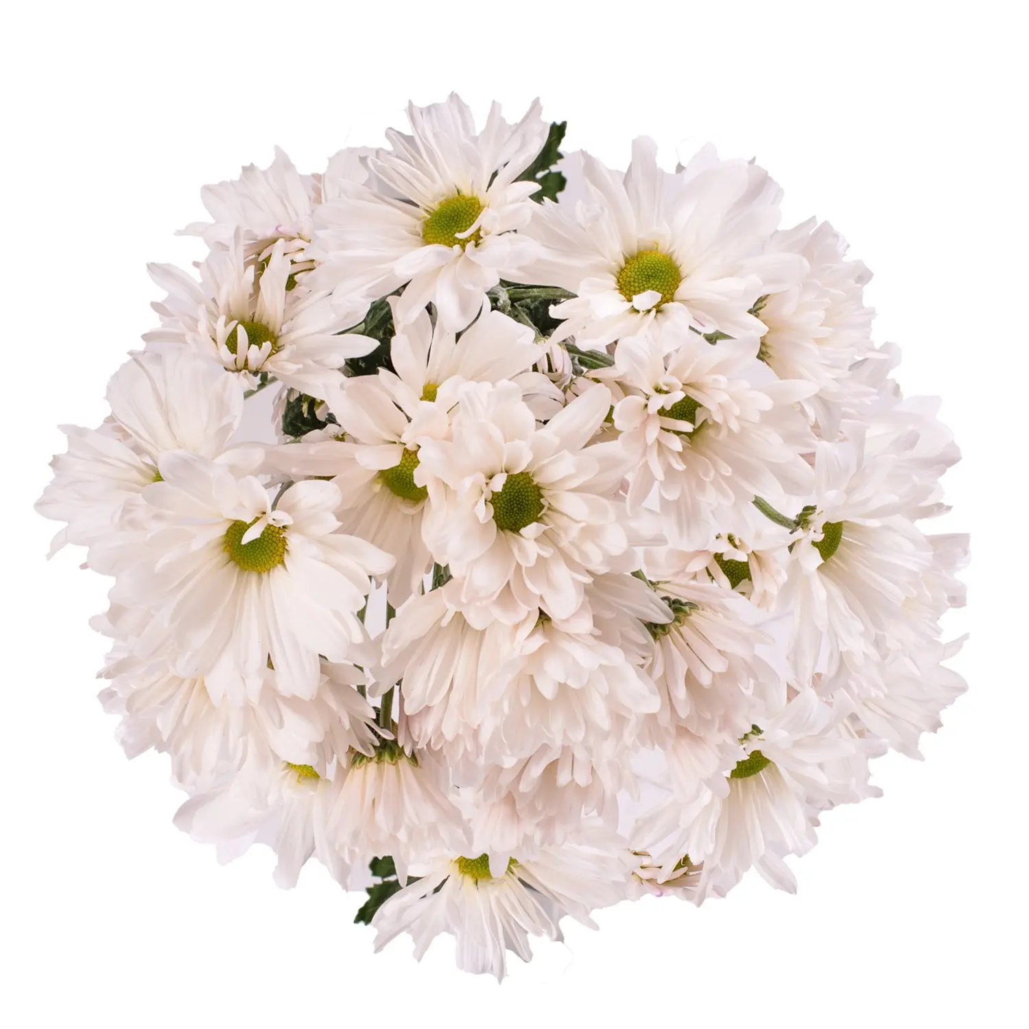White Pompom Daisies