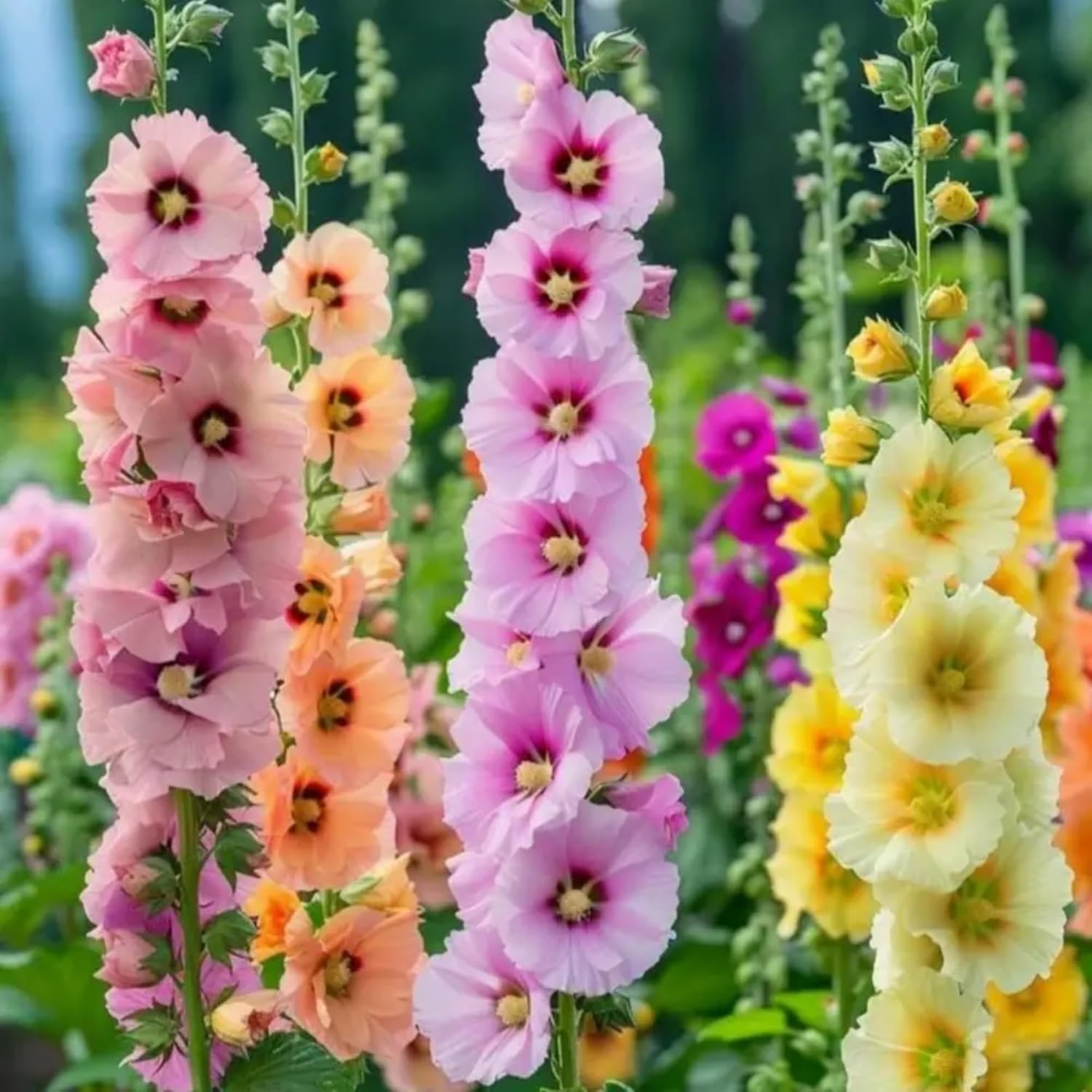 Hollyhock Seed Mix Malva 200 PCS Seeds for Planting Showy Perennial Flower Multicolor Mixture