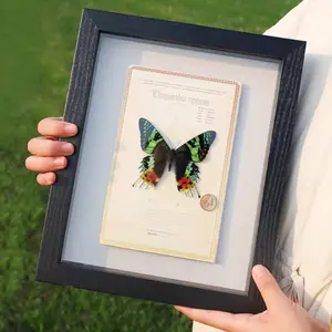 Sun & Luna Moth Specimen Frame | Real Insect Wall Art | Dark Academia Decor | Nature Lover Gift | 7" & 10" Sizes