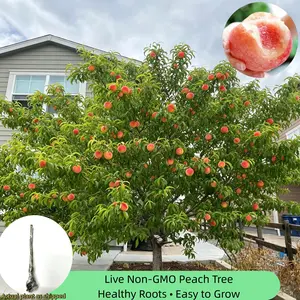 Heirloom Peach Tree – 4-5 Year Old Tree, Bare Root, Ready to Plant, Sweet & Juicy Fruit, Low Maintenance, Great for Home Gardening, Suitable for Ground or Pot