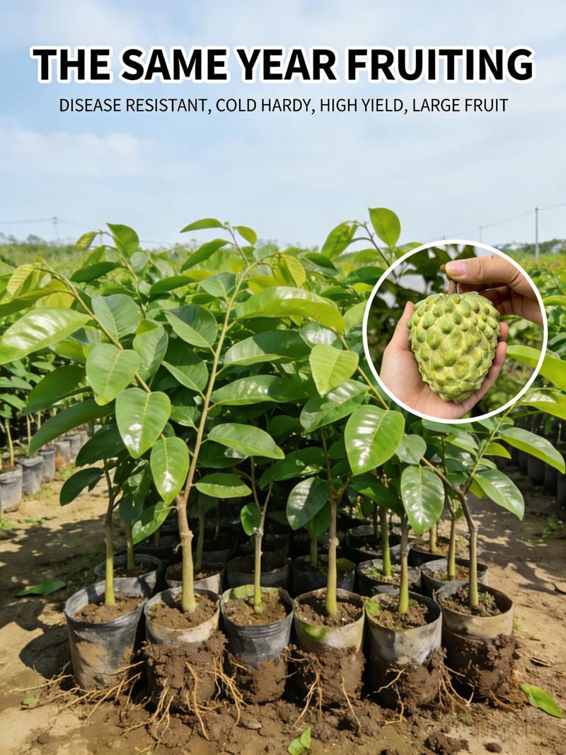 Heirloom Non-GMO Sugar Apple Seedlings – Compact Starter Fruit Trees for Gardens, Containers, and Home Orchards