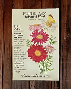 Painted Daisy Seeds