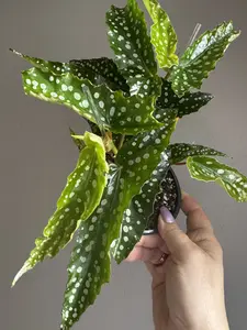 Begonia White Ice 5” Silver Spotted Begonia Houseplant