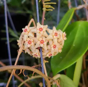 Hoya limoniaca