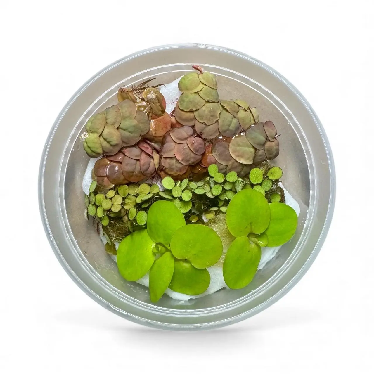 Aquarium Floating Plant Bundle 10+ Live Plants 4+ Red Root 2 Frogbit 2 Salvinia Freshwater Aquascape Variety Pack for Nano Tanks and Breeding Sets