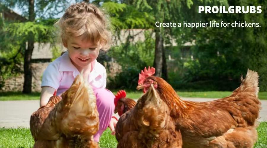 PROILGRUBS 10 LBS Non-GMO Dried Worms for Chickens High Protein Treats 4.55 kg All-Natural Black Soldier Fly Larvae for Higher Egg Productivity & Stronger Egg Shells Enhance Sustainable Organic Snack Nicer Feather   High Protein Black Soldier Fly Larvae