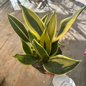 Sansevieria Golden Flame 8 inch pot