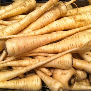 Organic All American Parsnip Seeds (Pastinaca sativa) – 50+ Heirloom Seeds for Sweet, Nutty Roots Perfect for Roasting and Soups