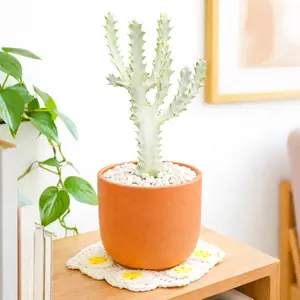 Euphorbia 'Dragon Bone' Cactus