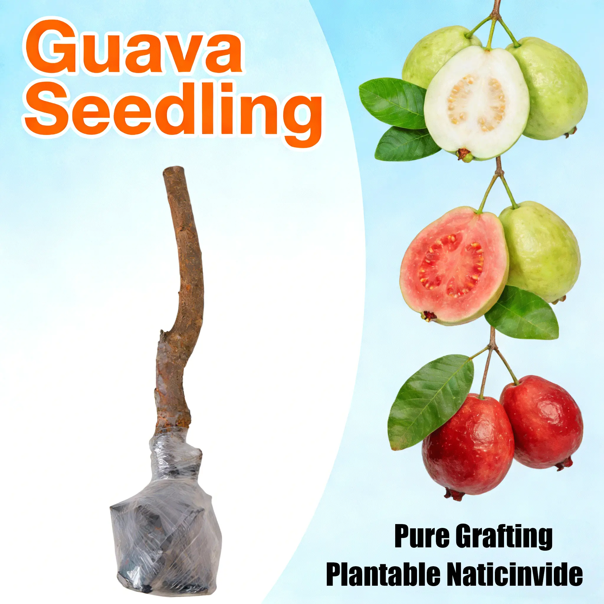 Red guava seedlings | Easy to care for, suitable for beginner gardeners | Can be used for home gardens and outdoor planting