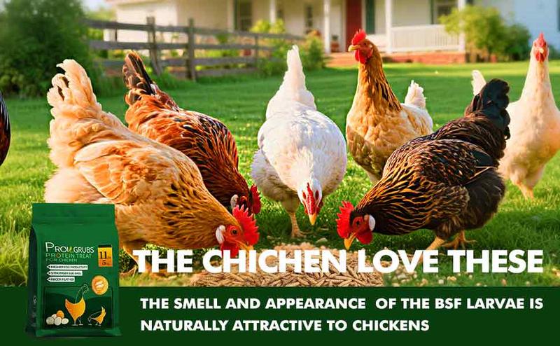 11LBS Non-GMO-Dried Worms for Chickens All Natural Dried Black Soldier Fly Larva Treats, Dried Meal Worms for Chickens, Hens, Birds... Dry Food