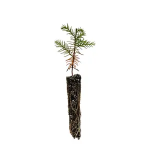 Japanese Cedar | Small Tree Seedling