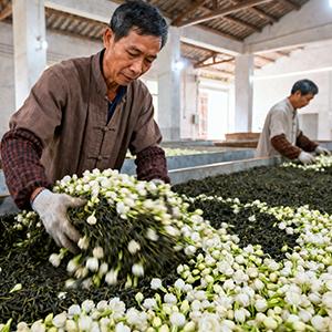 Chinese Style Jasmine Green Tea Loose Leaf Floral Aroma