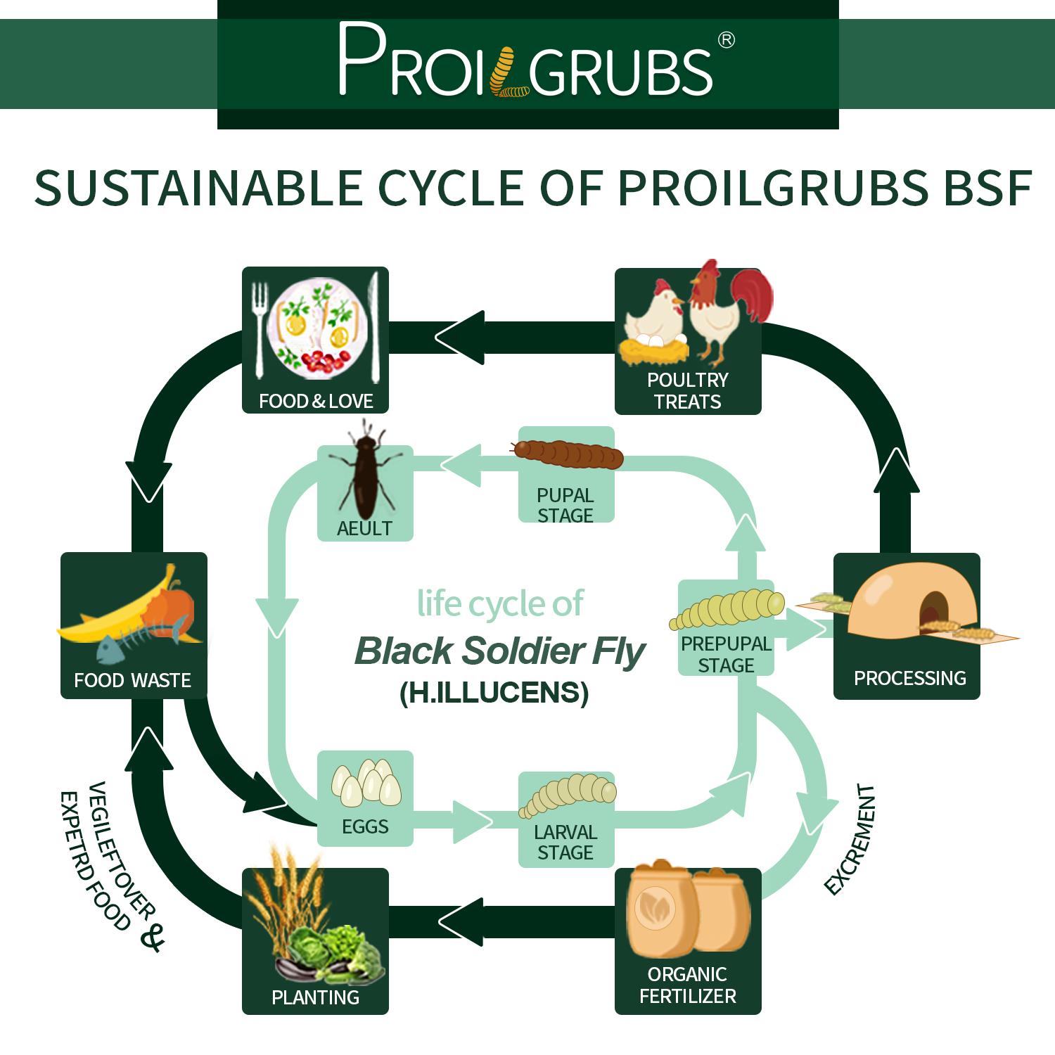 PROILGRUBS 10 LBS Non-GMO Dried Worms for Chickens High Protein Treats 4.55 kg All-Natural Black Soldier Fly Larvae for Higher Egg Productivity & Stronger Egg Shells Enhance Sustainable Organic Snack Nicer Feather   High Protein Black Soldier Fly Larvae