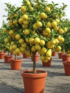 21 Meyer Dwarf Lemon Seeds – Fragrant Evergreen Tree, Low Maintenance, Ideal for Containers, Patios, or Garden Fruit Plants