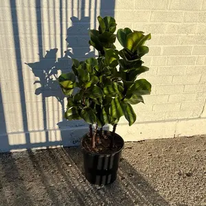Ficus Lyrata Fiddle-Leaf-Fig Tree 10 Inch  Pot