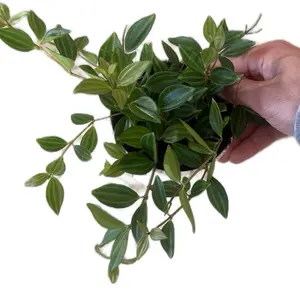 Peperomia Angulata - 4” Pot