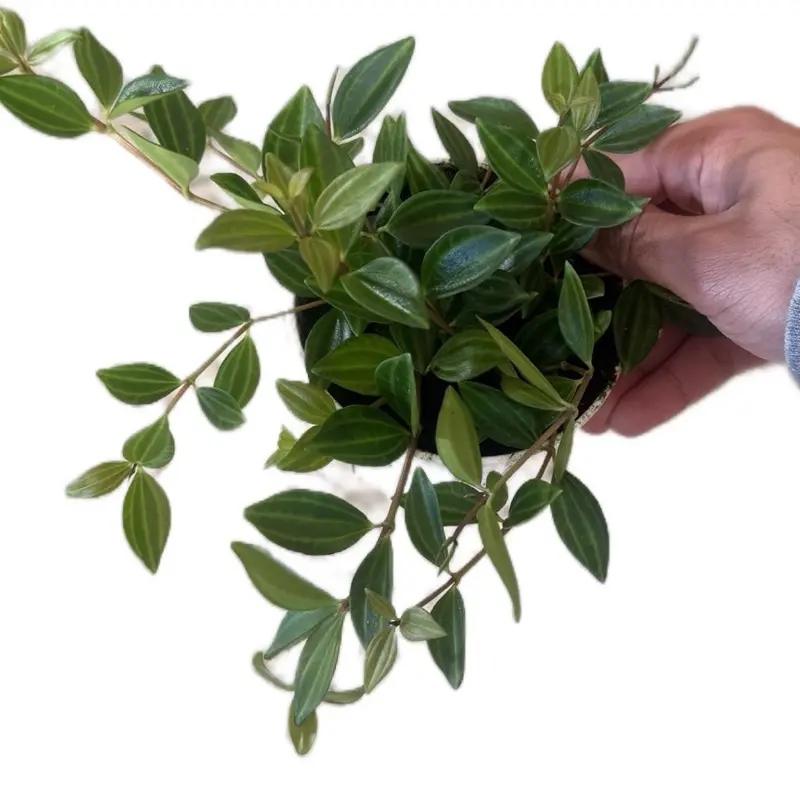 Peperomia Angulata - 4” Pot