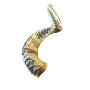 Icelandic Ram Horns - Long-Lasting, Exotic Natural Dog Chew - Natural Scent