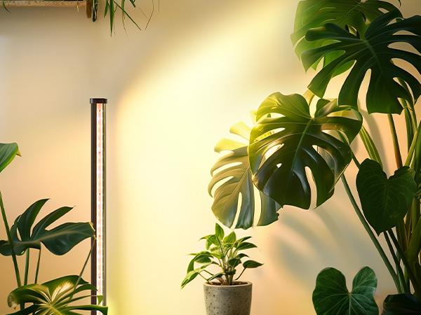 Barrina T10 Pro Standing Grow Light with Timer, 42W, 169 LEDs, Full Spectrum, Vertical Light, Wide Coverage, 4FT to 5.6FT Height with Foot Switch