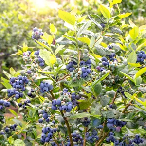Northern Highbush Blueberry Seeds (Vaccinium corymbosum) Cold-hardy blueberry species producing large antioxidant-rich berries; seedlings may vary and prefer acidic organic soils