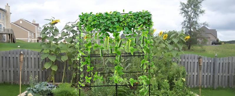 Tall Garden Arch Trellis for Climbing Plants Outdoor, 4/5/7/7.5 ft Tall Polyethylene-Coated Stainless Steel Garden Arch for Climbing Vine Vegetable/Fruit/Flower, Cucumber Trellis for Raised Bed, Black Tall Garden Arch Trellis for Climbing Plants Outdoor, 4/5/7/7.5 ft Tall Polyethylene-Coated Stainless Steel Garden Arch for Climbing Vine Vegetable/Fruit/Flower, Cucumber Trellis for Raised Bed, Black