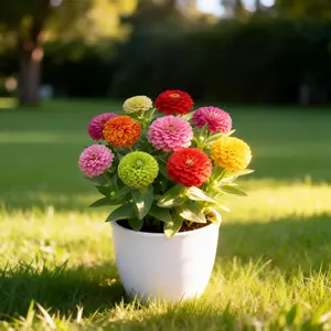 California Giants Zinnia Seeds (100 Pack) – Mixed Colors, Big Bloom Flowers, Low-Maintenance & Quick to Grow