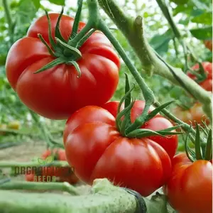 Fast Growing Super Sweet Tomato Seeds 103pcs Heirloom Variety Indoor Outdoor Garden Spring Planting Home Sowing High Yield Tasty Easy Grow Tomatoes