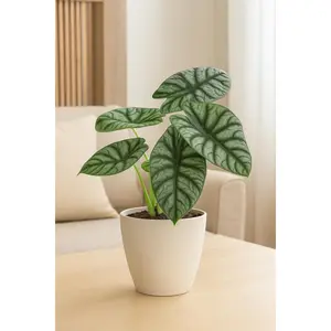 Alocasia Silver Dragon