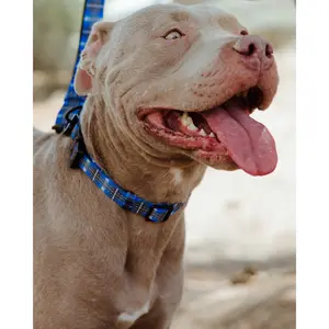 Polyester Dog Collar - Aruba