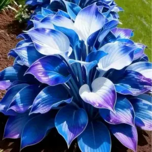 1000+ Blue Hosta Seeds – Stunning Decorative Plants for Backyard Garden Borders