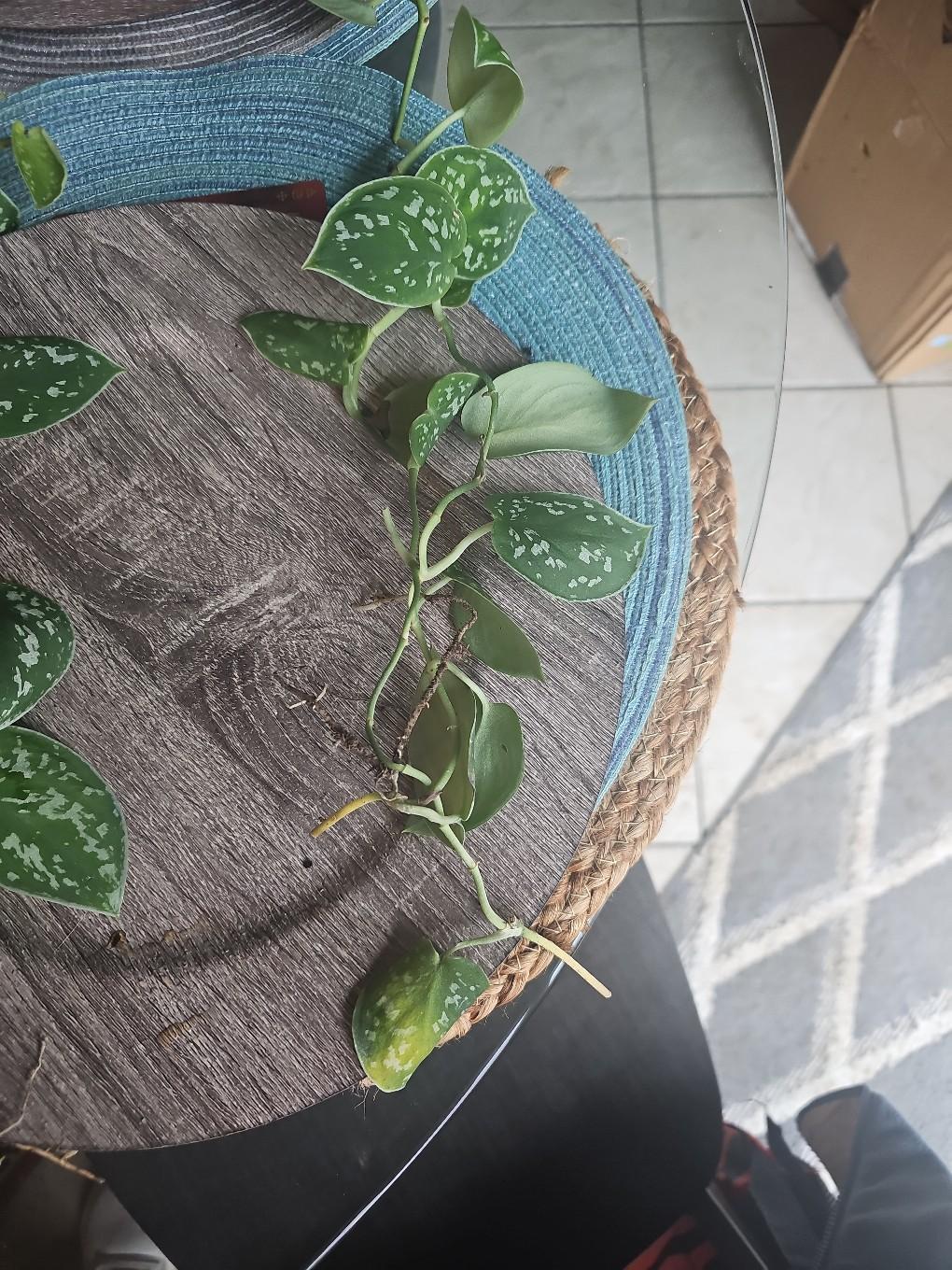 silver pothos rooted - free shipping