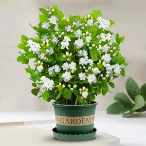 100 Pcs Jasmine Flower Seeds for Planting, Decorative and Fragrant Garden Flower Seeds for Backyard Landscaping, Patio Containers and Home Garden Spaces, Seeds Only Not Live Plants