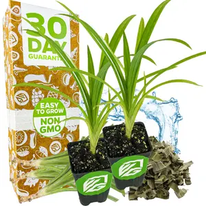 (2-Pack) Pandan Live Plant - Pandanus amaryllifolius by Wellspring Gardens - Exquisite Fragrant Herb Great for Nature Lovers, Outdoor Gardens, Vegetable Patches, and Indoor Use - Lush Green Foliage