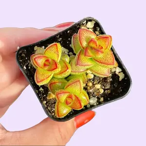 2” Crassula Brevifolia Succulent Plant