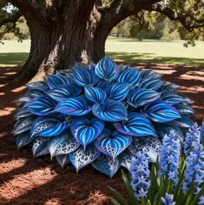 1000+ Decorative Blue Hosta Seeds – Stunning Plants for Shade Gardens and Backyard Spaces