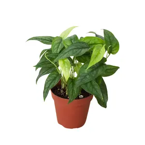 Monstera 'Siltepecana' Monstera 'Siltepecana'