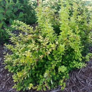 Sunjoy® Citrus Barberry