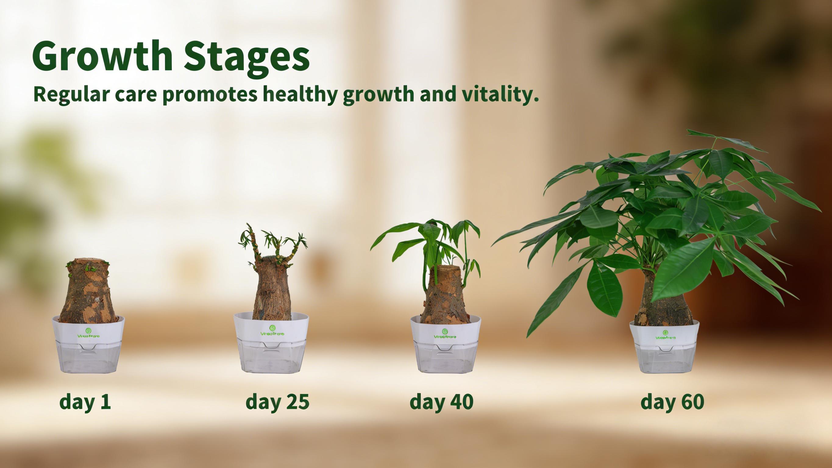 Prosperity Money Tree - Pest-Free Evergreen Plant with Undamaged Stems High Plasticity Bonsai Suitable Ideal Gift for Relatives & Beginners Indoor Office Use Prosperity Money Tree - Pest-Free Evergreen Plant with Undamaged Stems High Plasticity Bonsai Suitable Ideal Gift for Relatives & Beginners Indoor Office Use