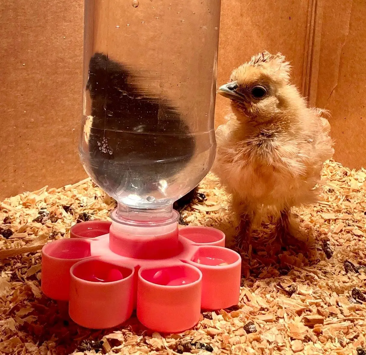 Chick Waterer - Drinker Base Chicks and Quail