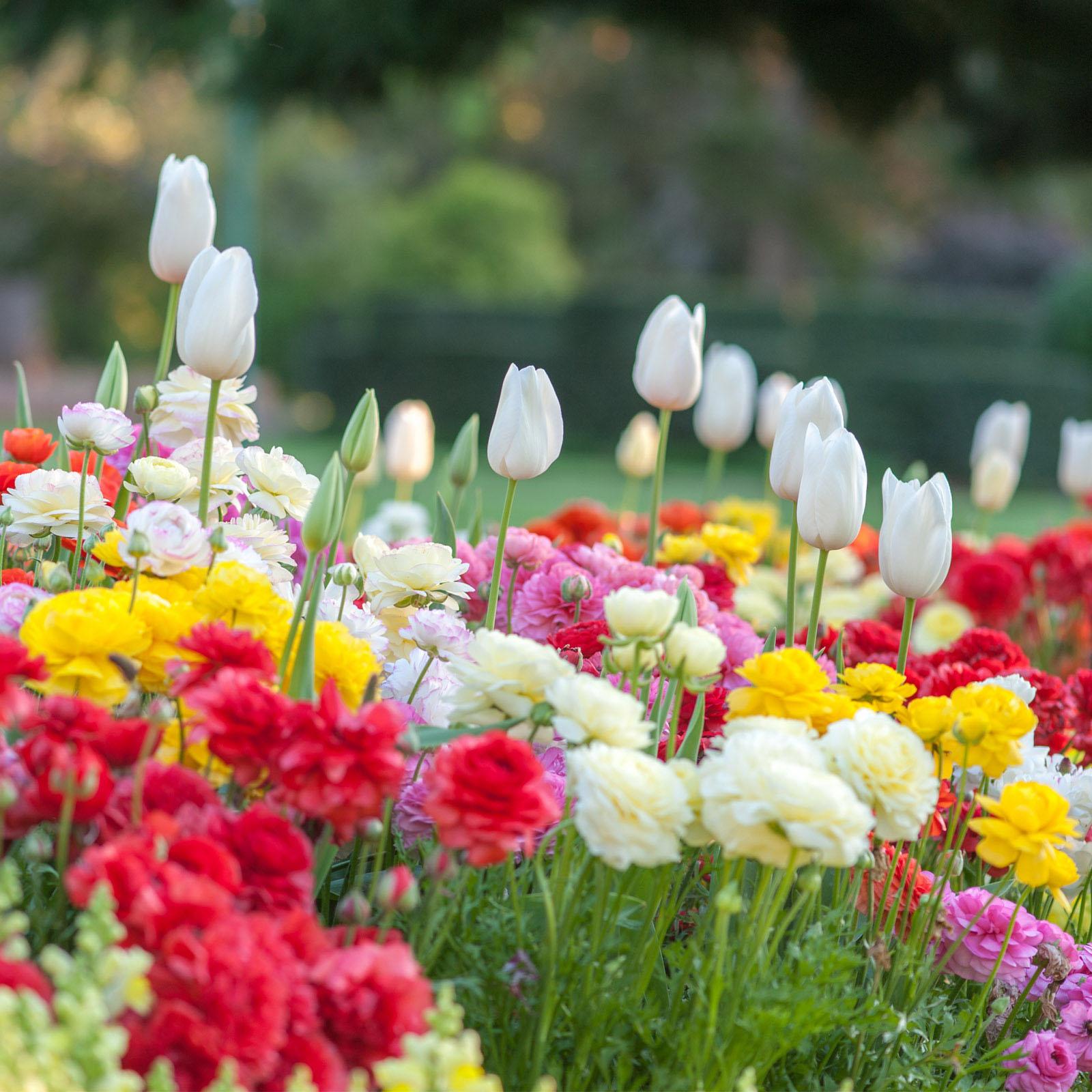 Humic Acid & Fulvic Acid Organic Fertilizer Used to Increase the Yield of Vegetables and Fruits, Revive Grassland, Increase the Vitality of Plant Roots,  Improve the Soil of in Door & Out Door Plants, Promote the Development of Beneficial Soil Bactaeria