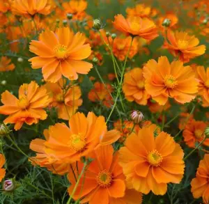 1000pcs Sulphur Cosmos Flower Seeds | Easy to Grow, Fast Blooms, Wildflower Garden Favorite, Pollinator Friendly home planting family garden planter