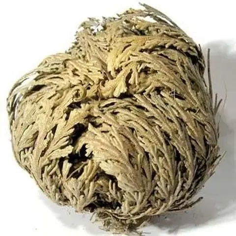 The Rose of Jericho Flower
