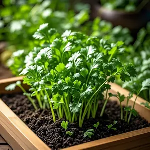 Pack of 200 Coriander Cilantro Seeds – Herb Garden Seeds for Backyard Gardens, Patio Pots, Balcony Planters and Outdoor Kitchen Garden Beds – Seeds Only, Not Live Plants