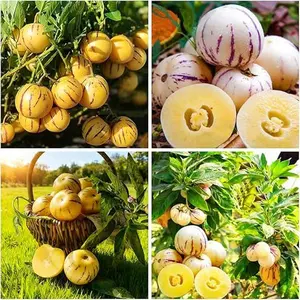 30+ Pepino Melon Seeds for Planting,Sweet Pepino Seeds Non-GMO,Exotic Fruit Seed Heirloom for Outdoor Home Garden