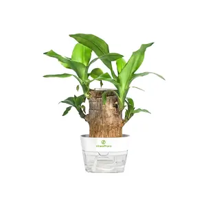 Lucky Brazilian Wood Potted Plant – Mini Brazil Wood for Hydroponics, 2025 New Desktop Decor with Plastic Tray Gift Ornaments
