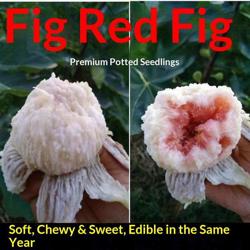 Fig Tree Seedling - Dense Roots, High Survival Rate, Seedless & Sweet - with Nutrient Soil for Beginner Gardening
